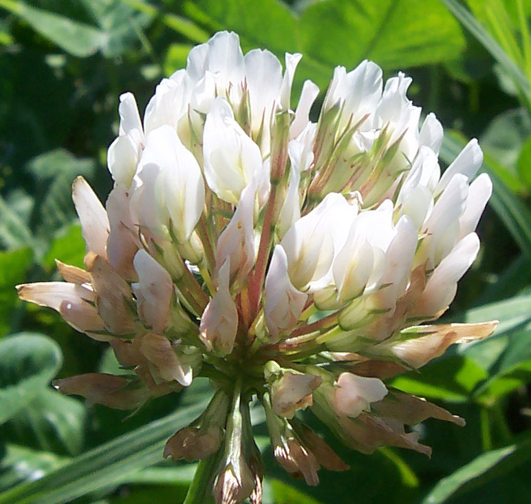 White Clover landscape weed