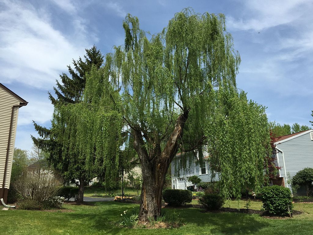 Willow Tree