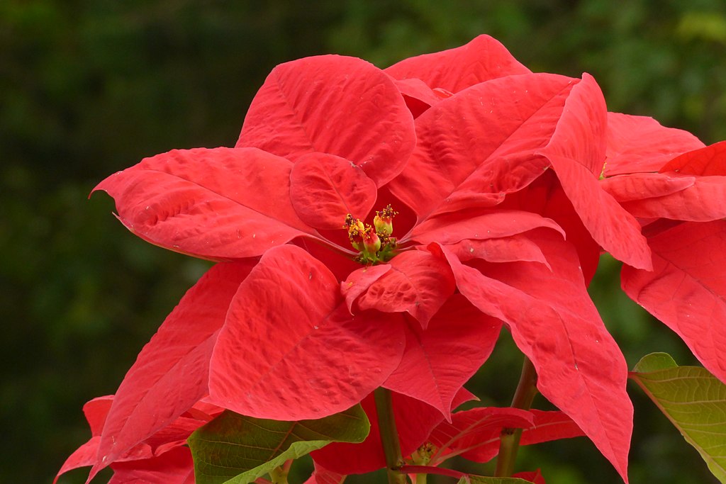 poinsettia for holiday décor 