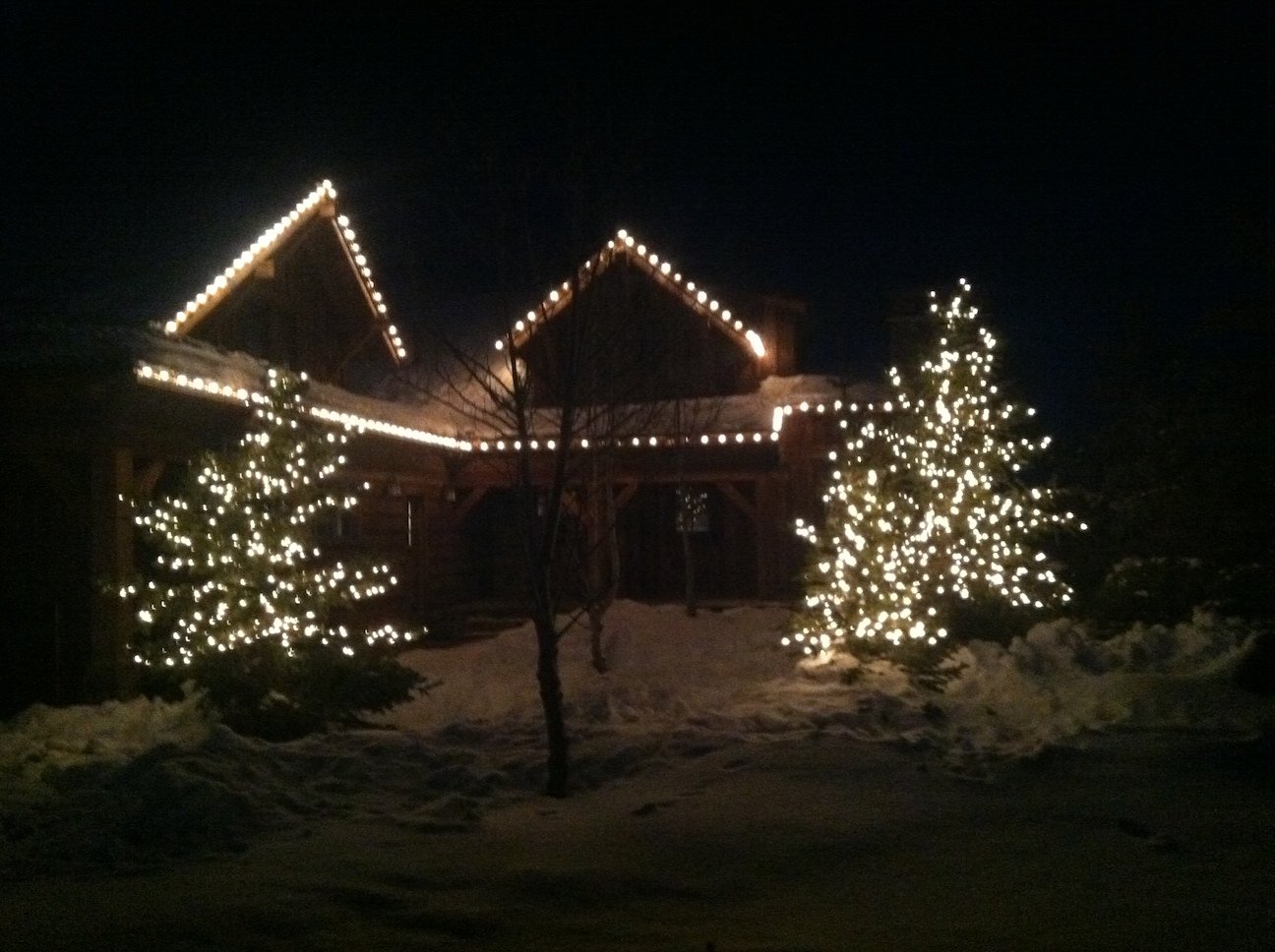 holiday lighting on outdoor trees 