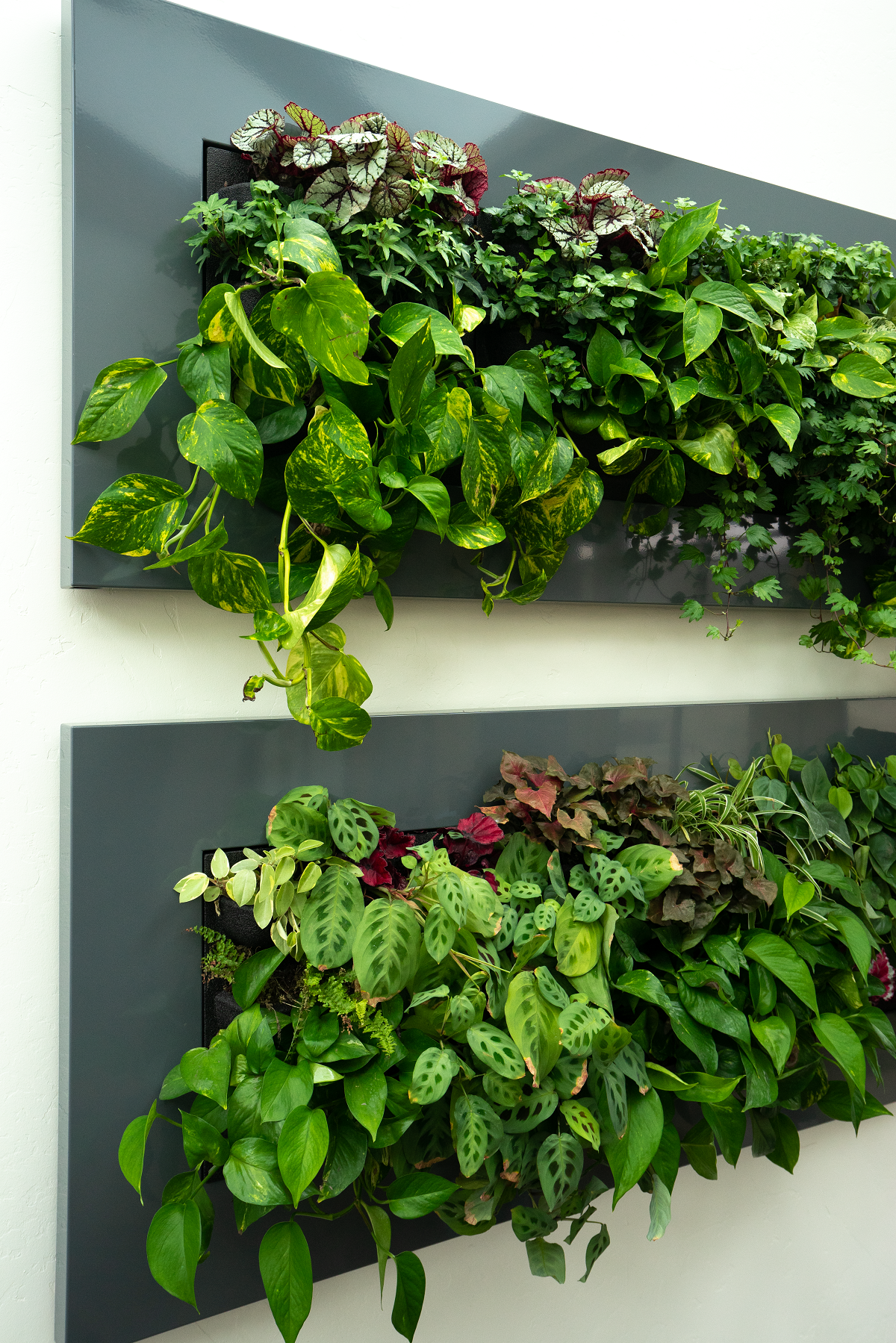 living wall interior plantscaping