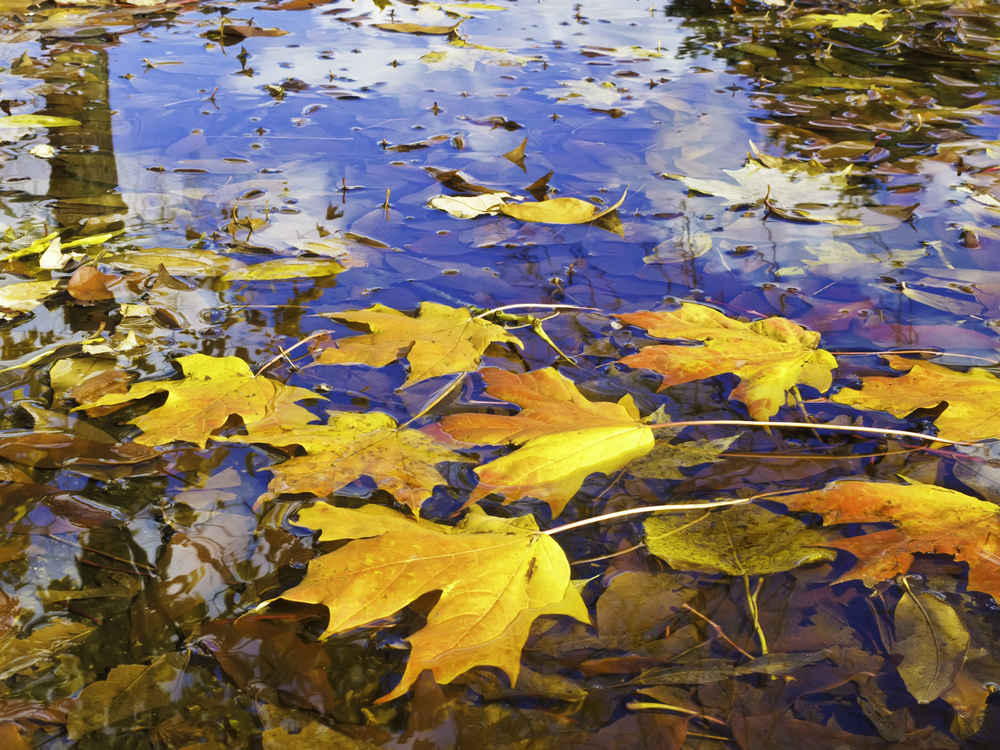 Autumn at a glance Brilliantly colored maple leaves in puddle-1