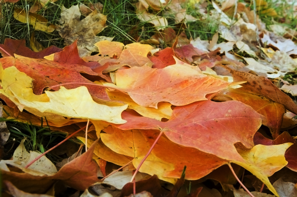 Fall leaves in yard