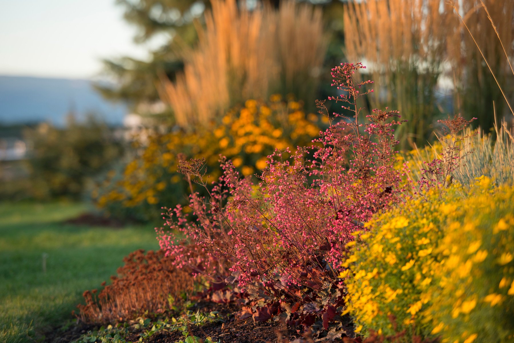 Perennial plant selection for your yard