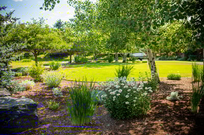 plantings 6