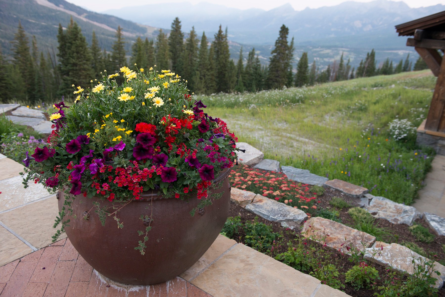 Container flowers for instant color