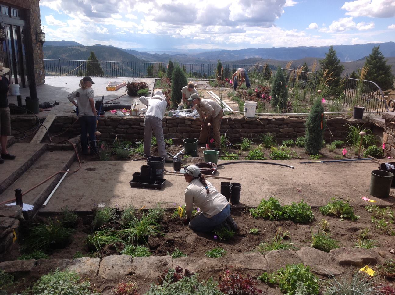 landscape designers installing patio and plants