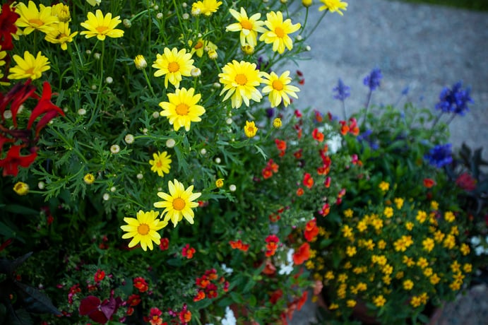 Colorful flowers