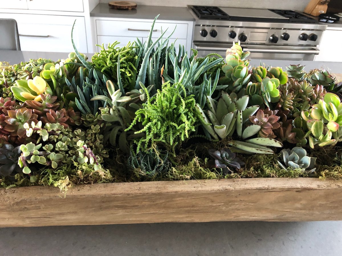 succulents in container on counter inside home