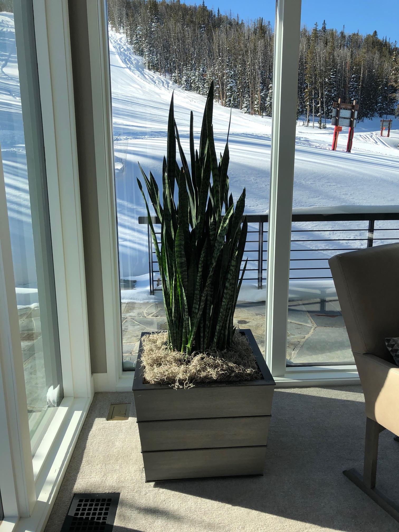 large indoor plant