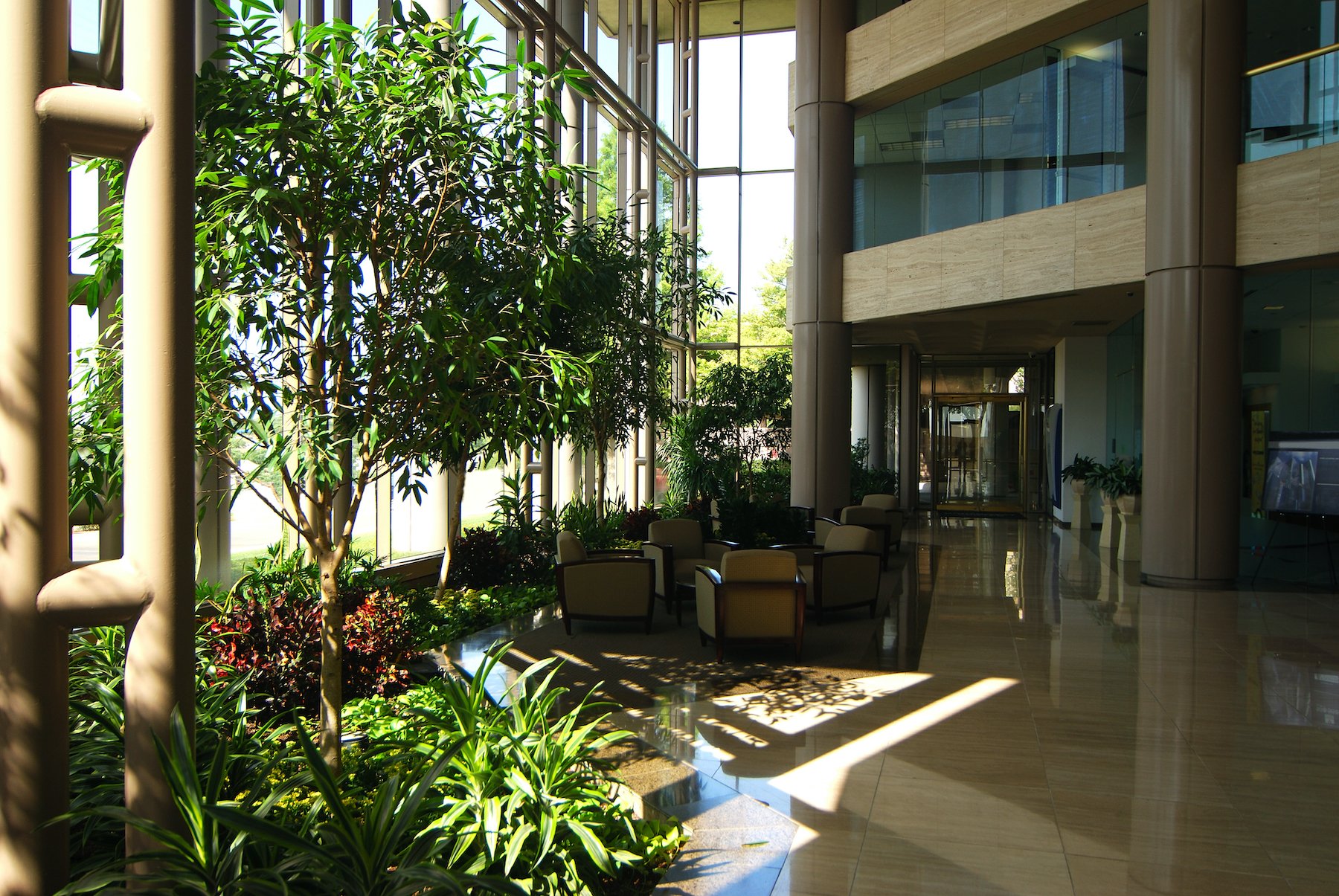 interior plantscape at an office