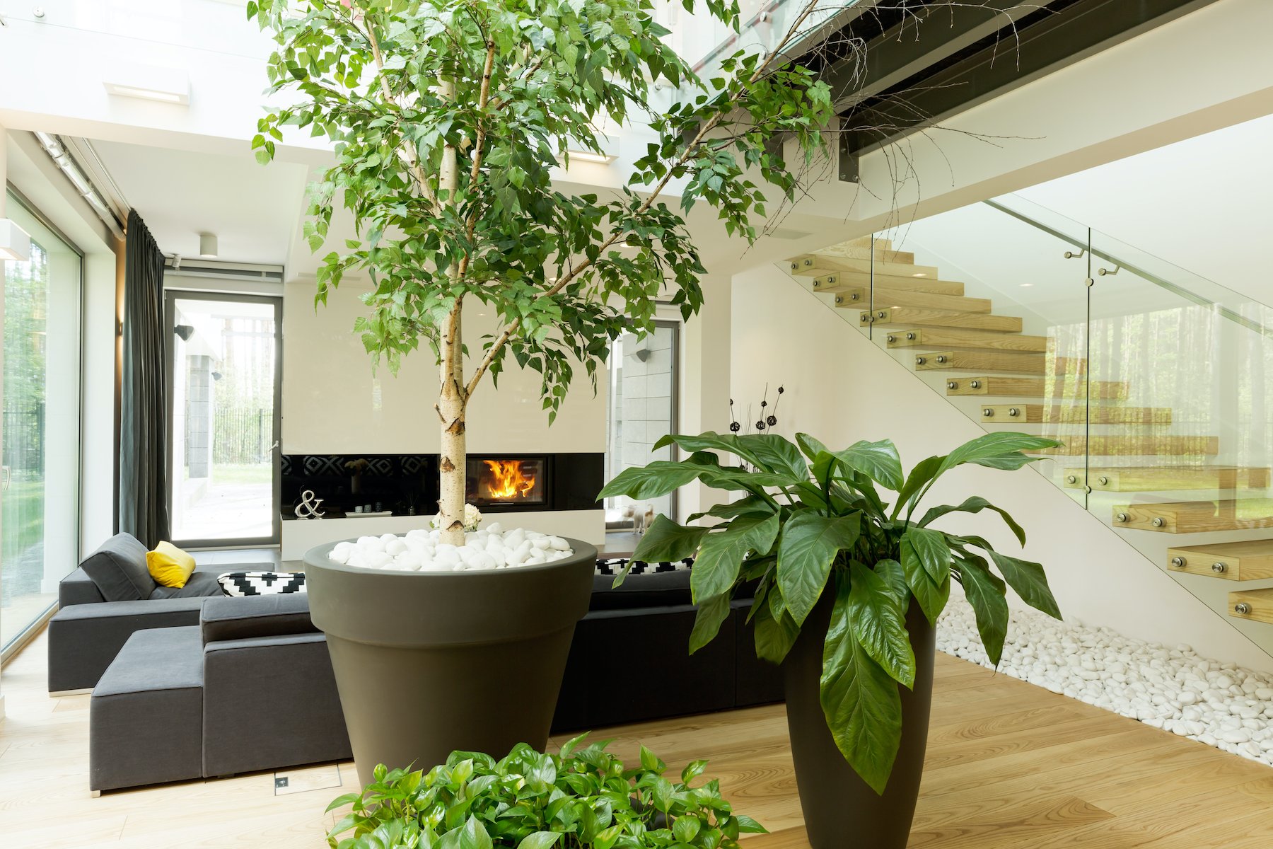 interior plantscape pots living room