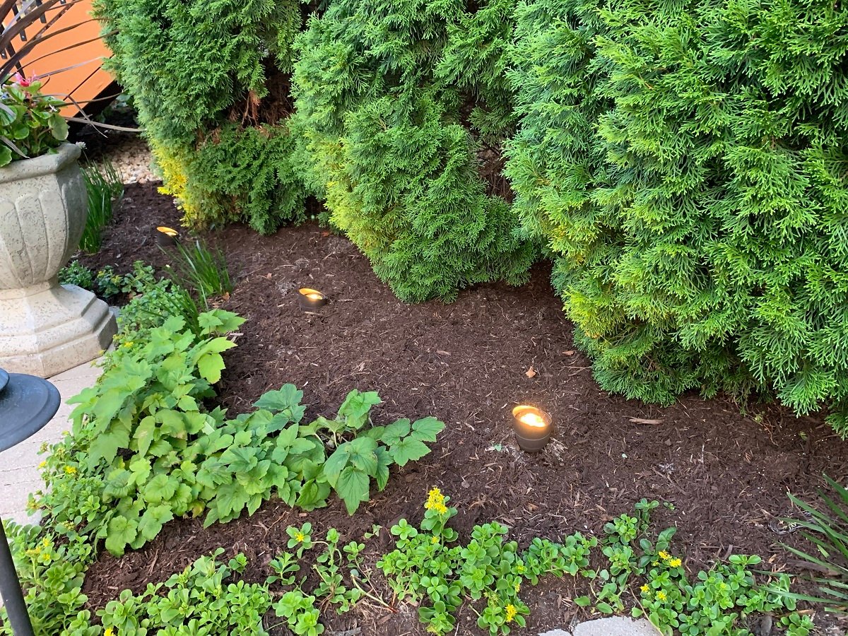 Landscape spotlights on shrubs