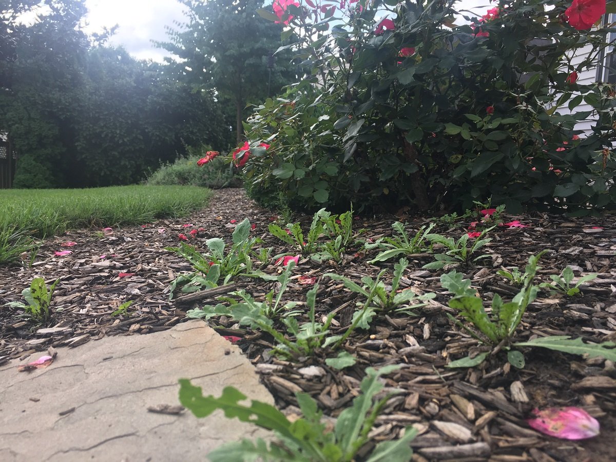 Weeds in landscape mulch