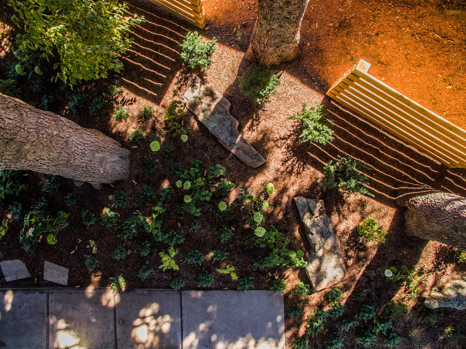 overhead view of plantings in landscape design