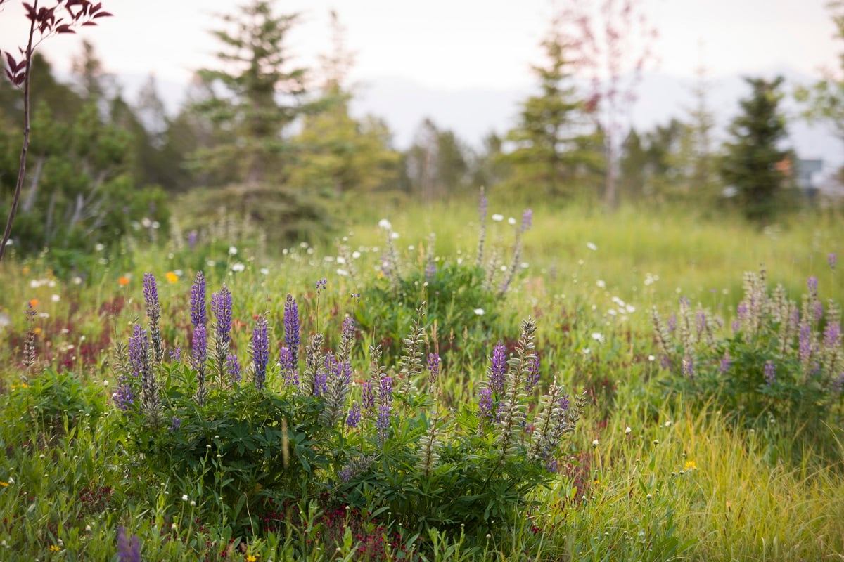 wildflower meadow in Montana