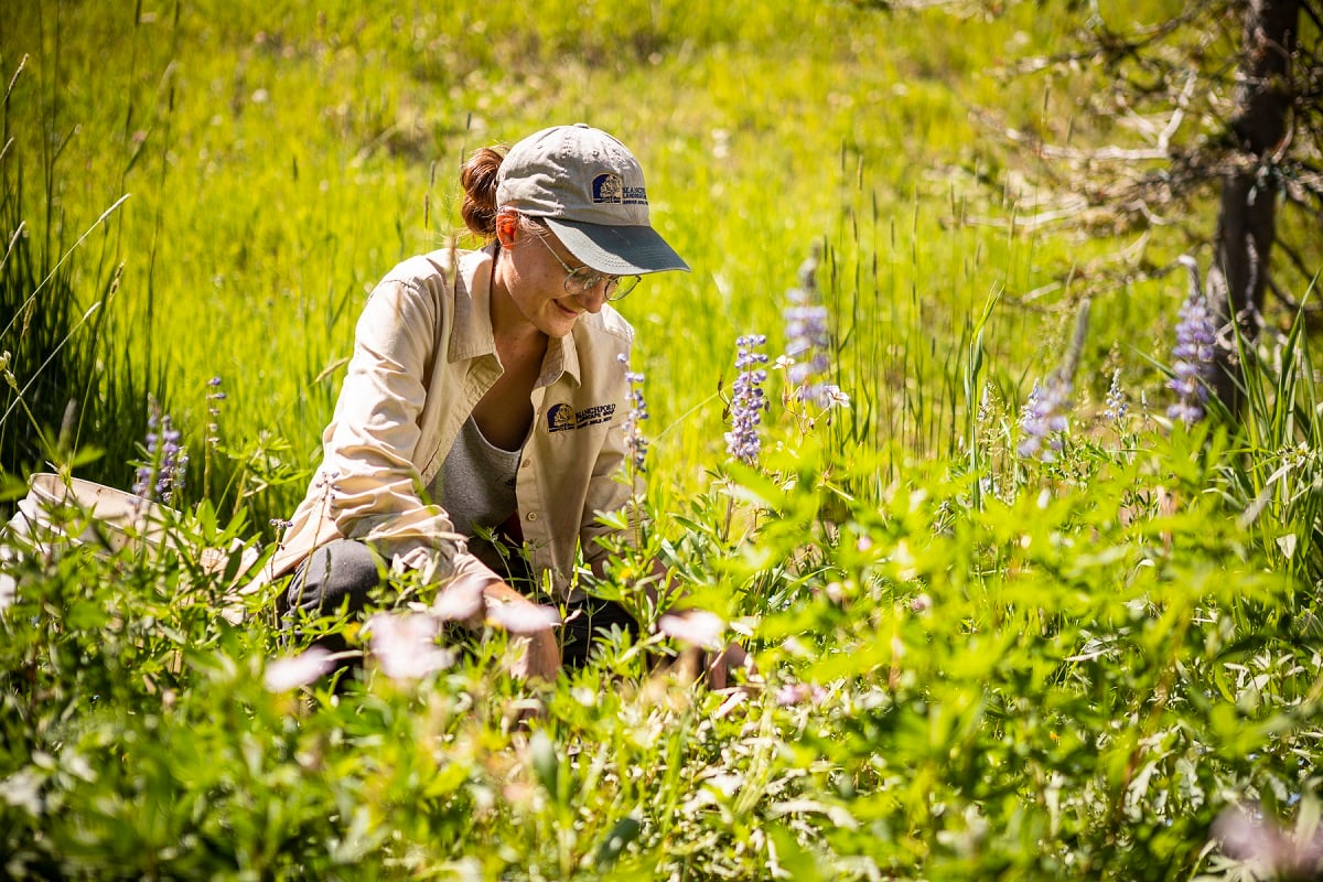 landscaper maintaining wildflower meadow
