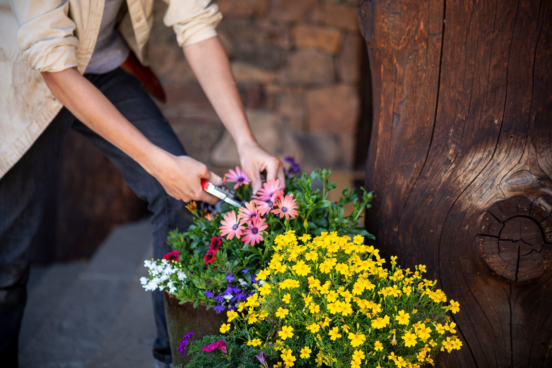 Deadheading container gardens