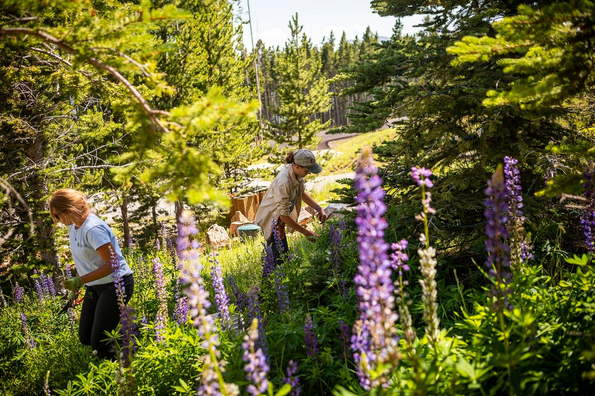 maintenance team cutting back wildflowers