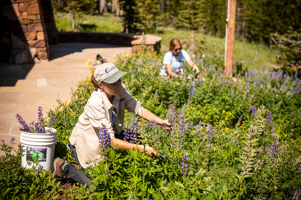 landscape maintenance team cuts back plants