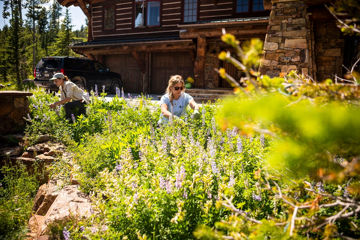 landscape maintenance team cut back flowers