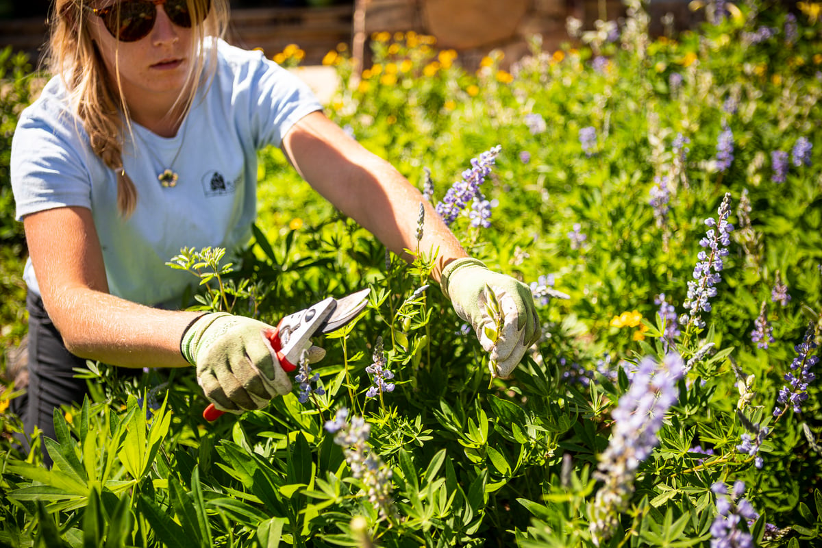 landscape maintenance team cuts back flowers