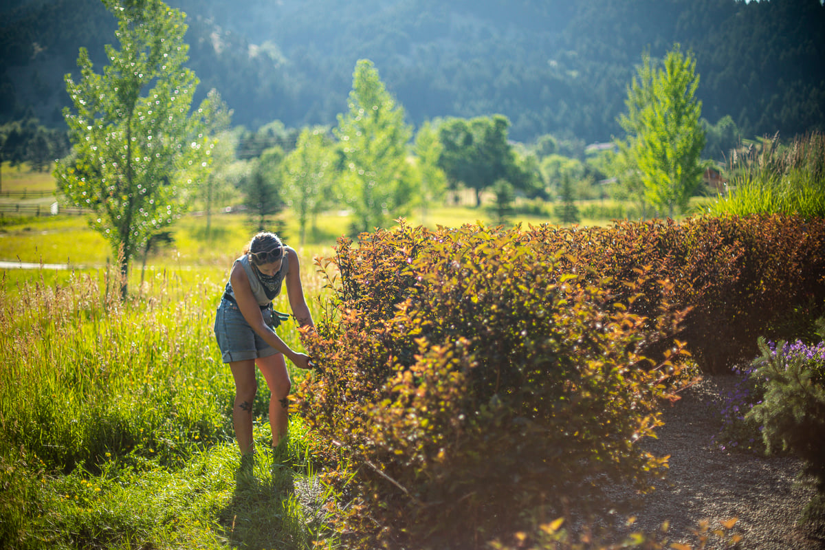 landscape maintenance crew prunes bushes