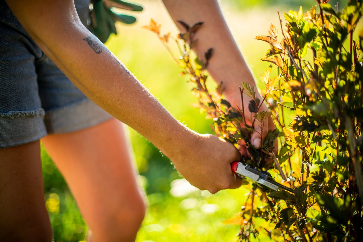 landscape maintenance team trims bushes