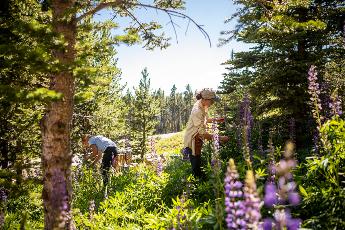 landscape maintenance team cutback flowers