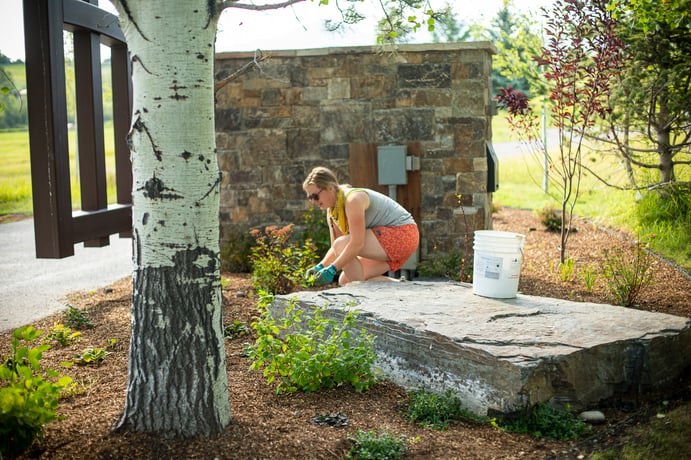 landscape maintenance weeding