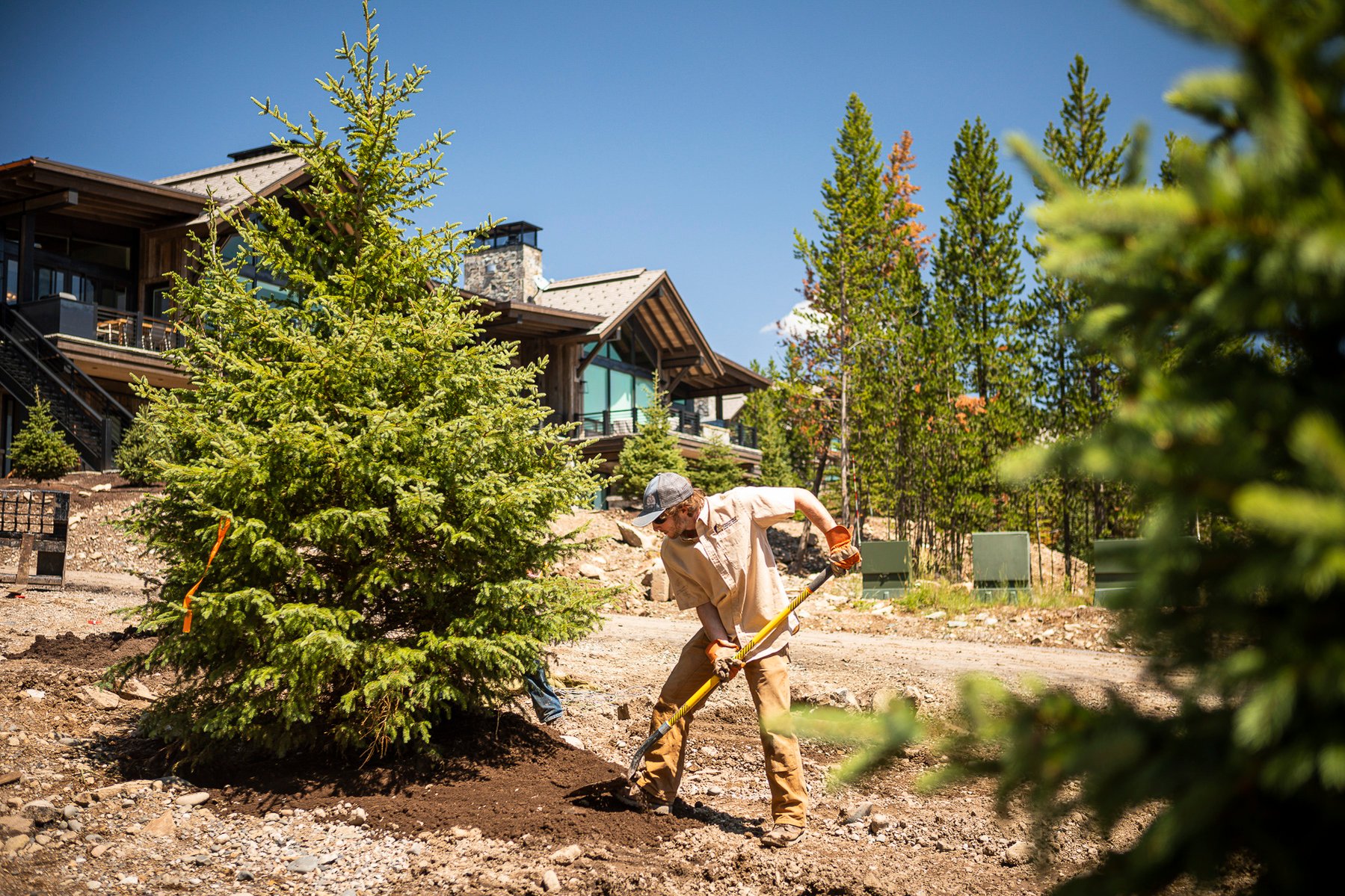 landscape team plants large tree