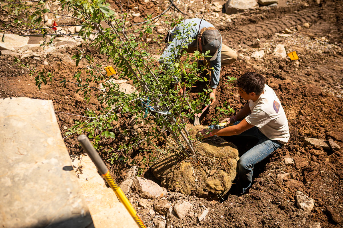 landscape crew planting tree
