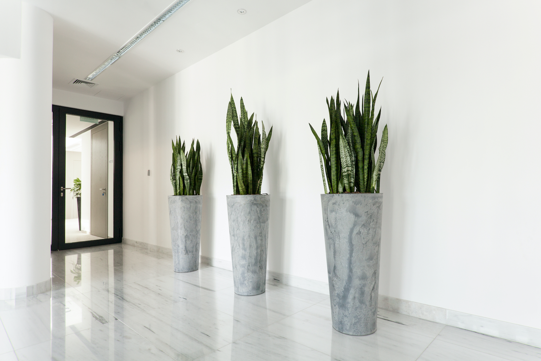 Guaranteed Plant Maintenance – Unique Plant Rentals